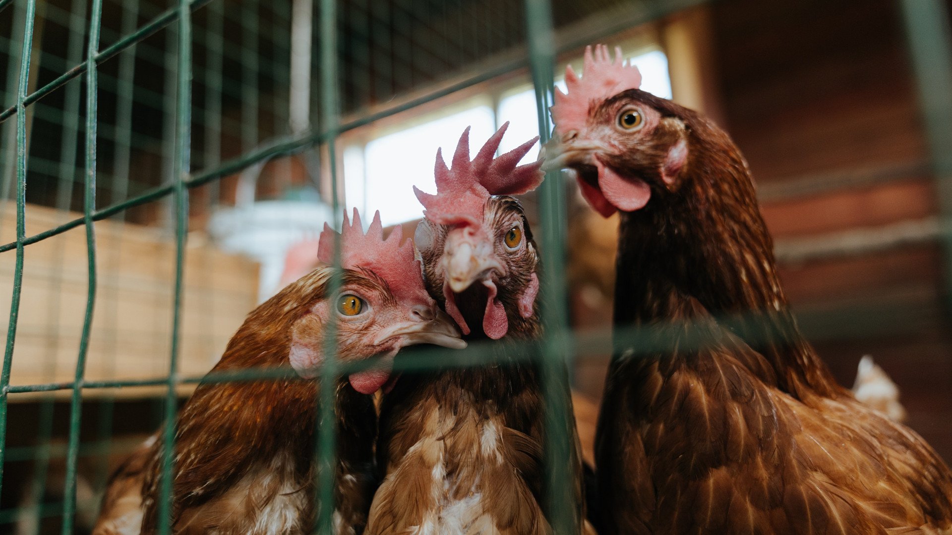 开云APP下载-_快船迎战强敌，团队合作默契十足_，快船队强吗