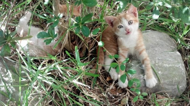 Kysports-“策略智慧：关键战术的巧妙布局”，关键战略工具