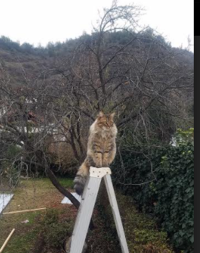 开云APP下载-墨西哥男足在巴黎奥运会上表现出色，赢得银牌，墨西哥男足奥运赛程