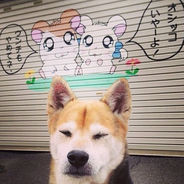 下载开云-国际田径赛事北京站吸引全球顶尖选手参赛，国际田径赛事北京站吸引全球顶尖选手参赛