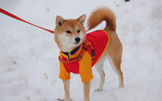 开云体育APP-机构合作推动生态完善:高校、企业、平台共同育人育内容,深化校企合作机制