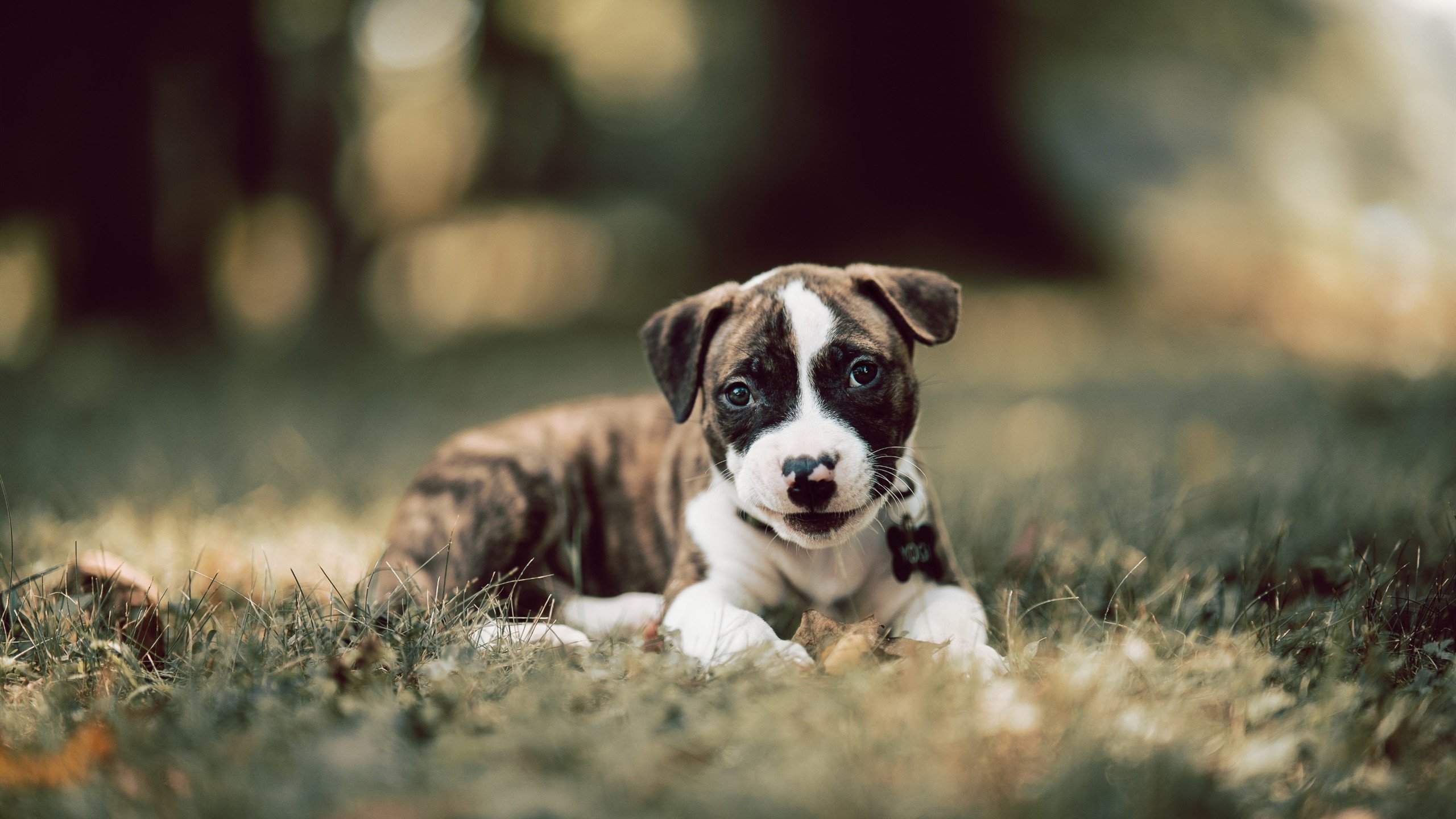 kaiyun app-英雄联盟 世界赛预选赛激烈角逐，lol预选赛