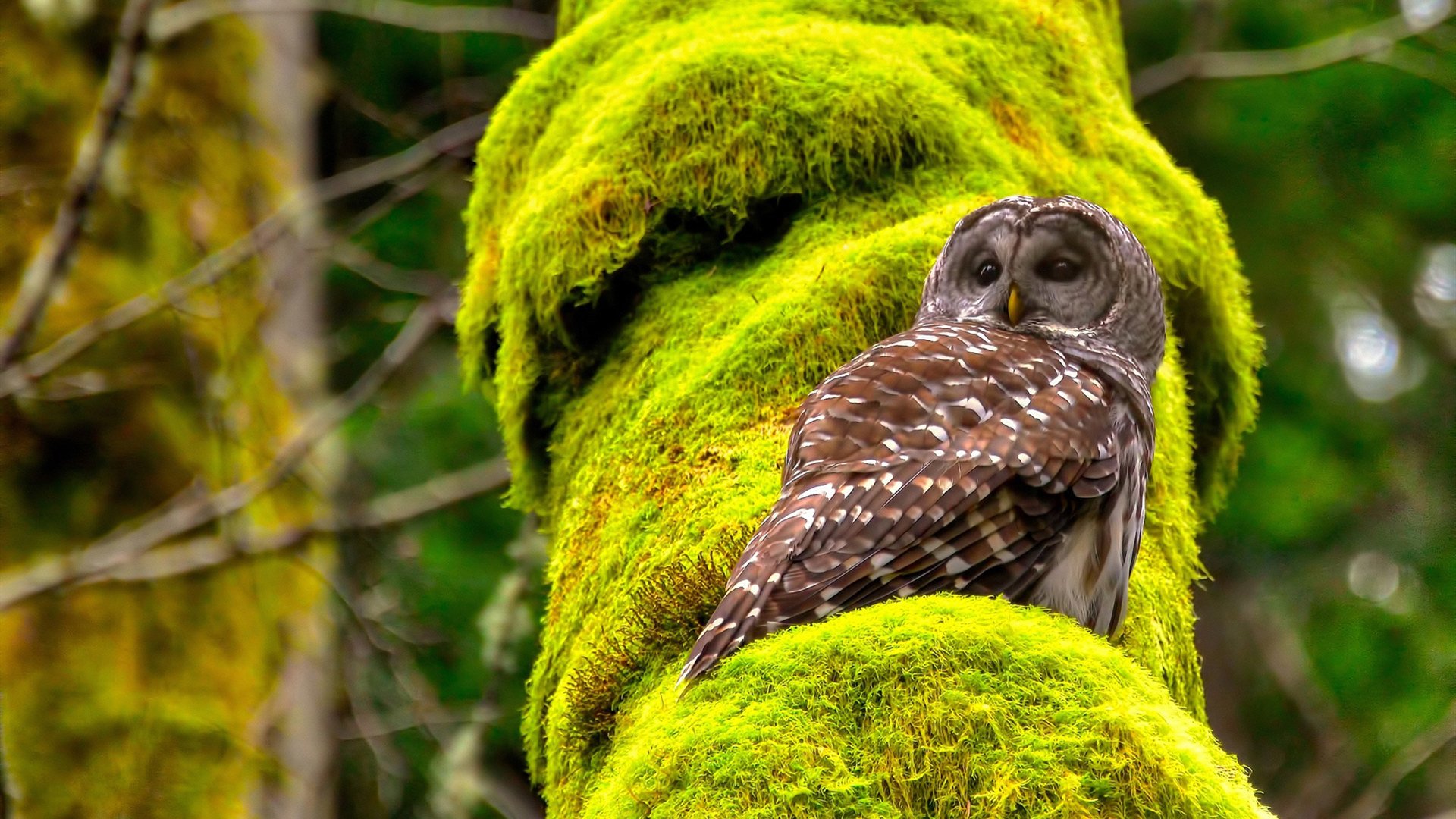 开云网页版-诺瓦克·德约科维奇赢得“金满贯”，拉斐尔·纳达尔宣布退役。，纳达尔与德约科维奇比赛时间