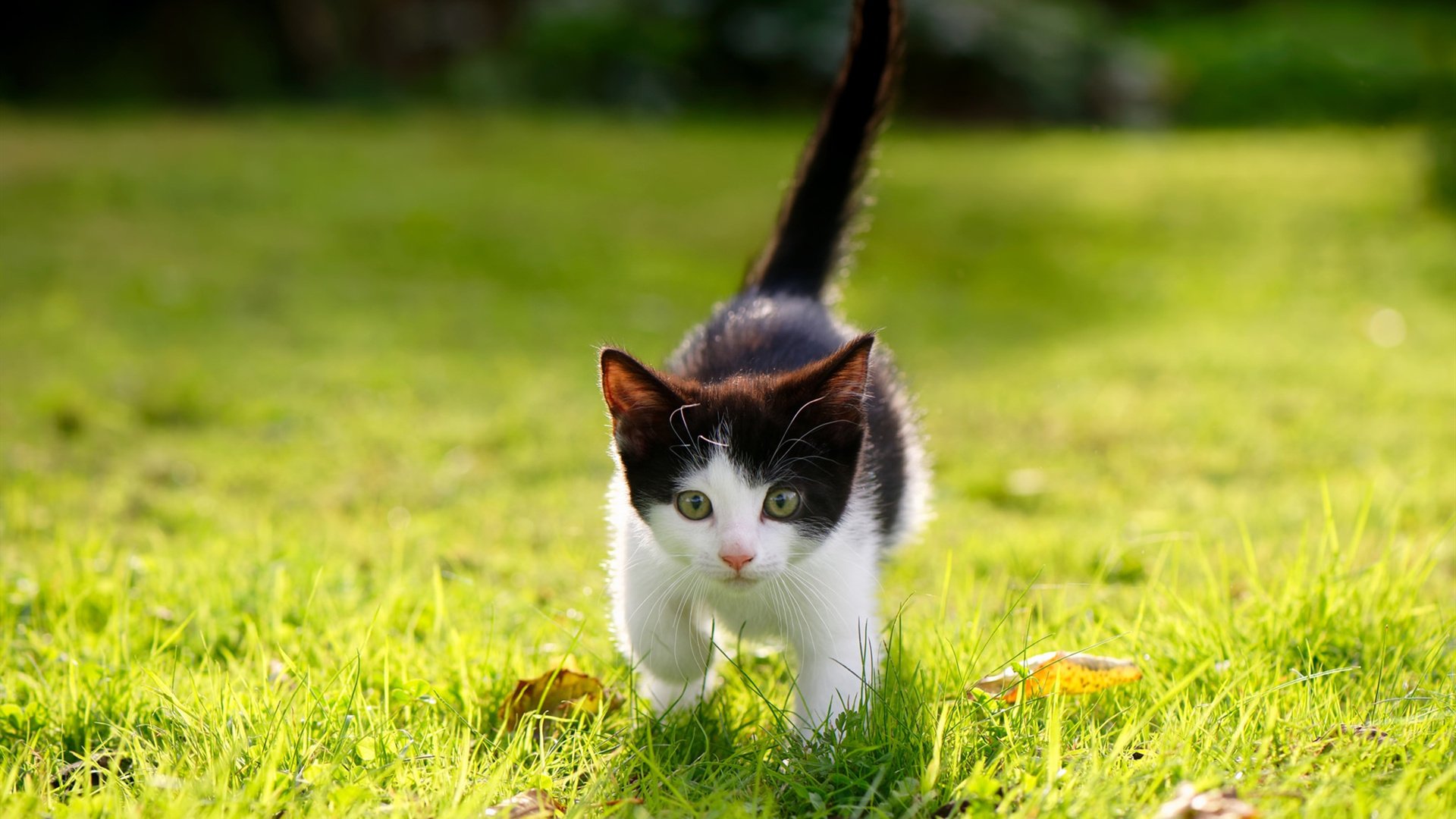 开云在线-博卡青年篮板球争夺激烈，博卡青年2020球衣