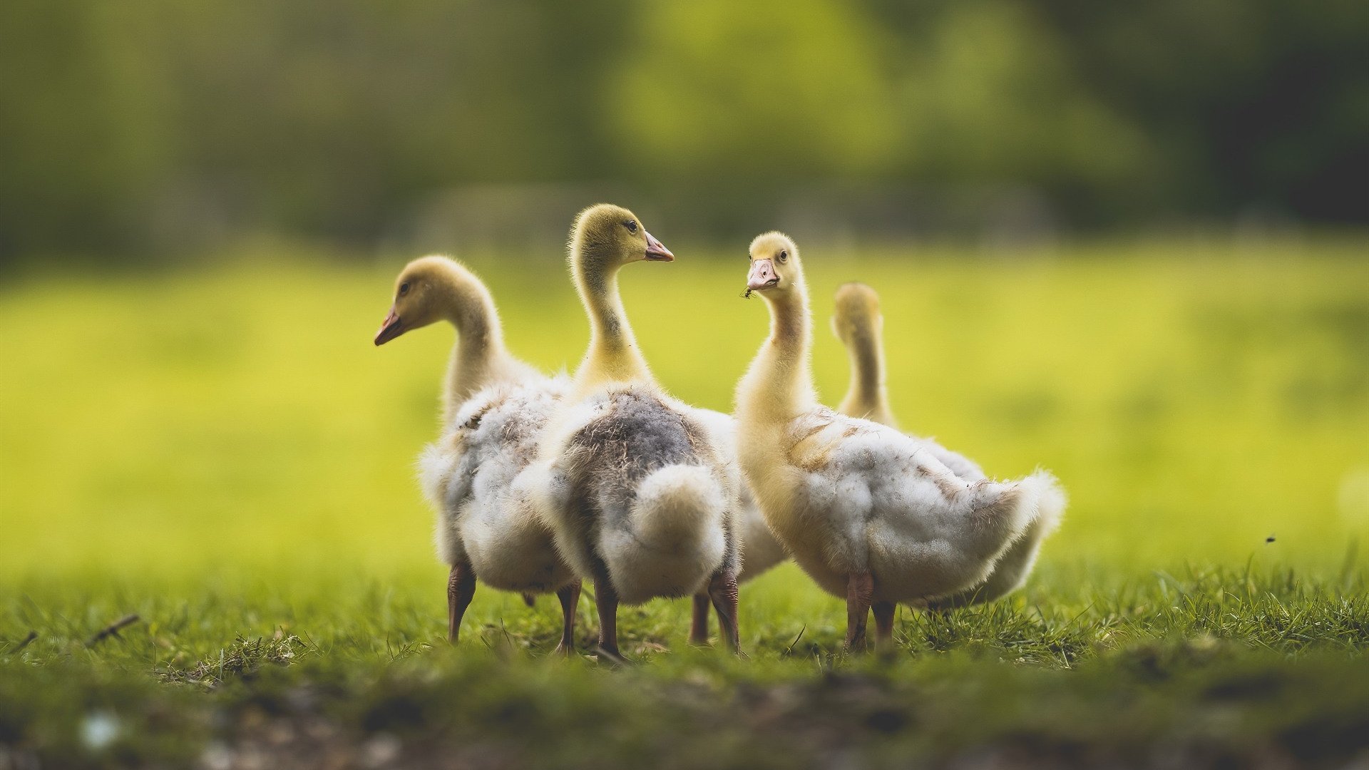 开云体育网址-NBA联赛商业价值分析,nba赛事品牌价值